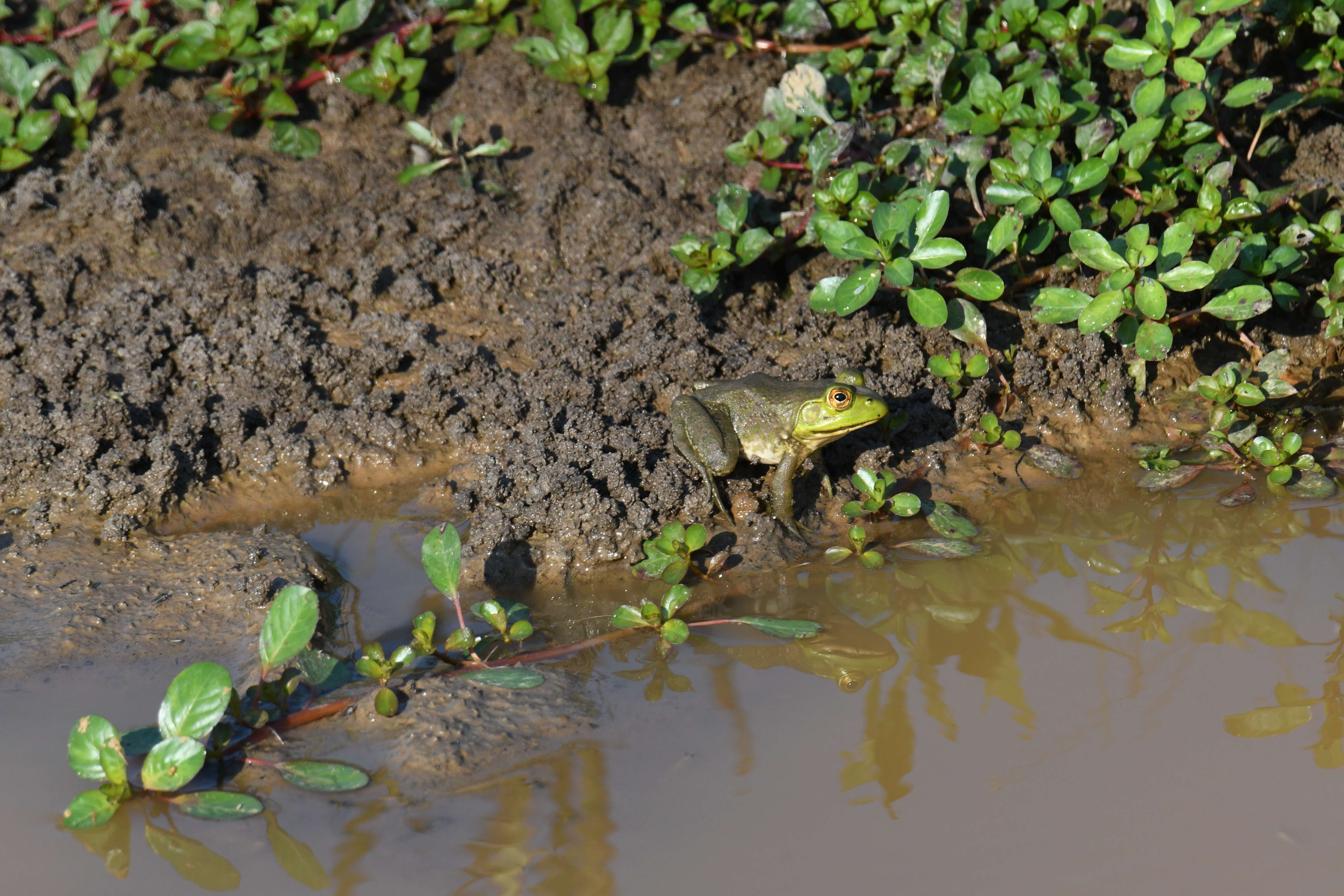 Слика од Lithobates catesbeianus (Shaw 1802)