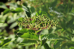 Imagem de Sambucus nigra L.