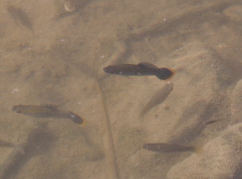 18.https www inaturalist org photos 5792843.580x360