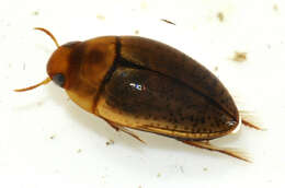 Image de Noterus clavicornis