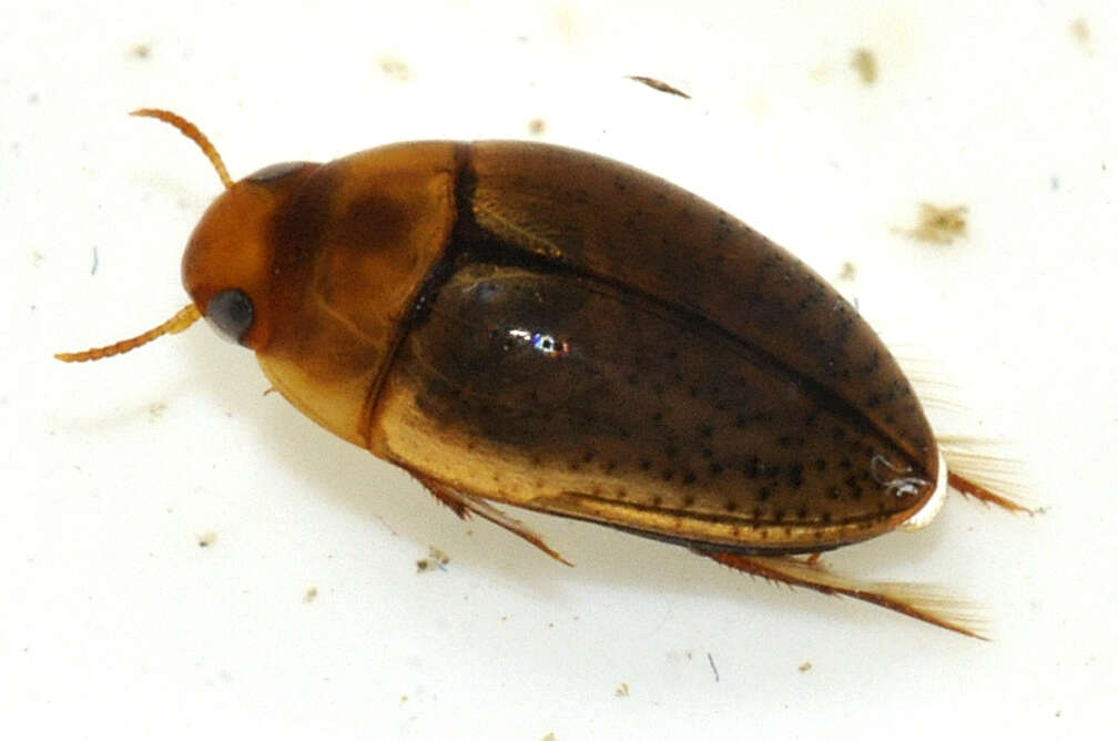 Image de Noterus clavicornis