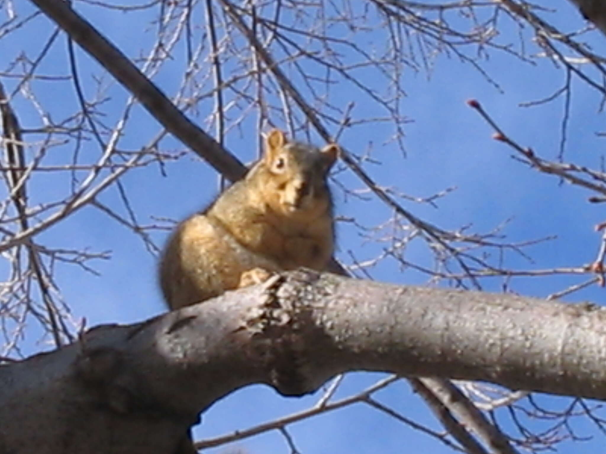 Image of Sciurus subgen. Sciurus Linnaeus 1758