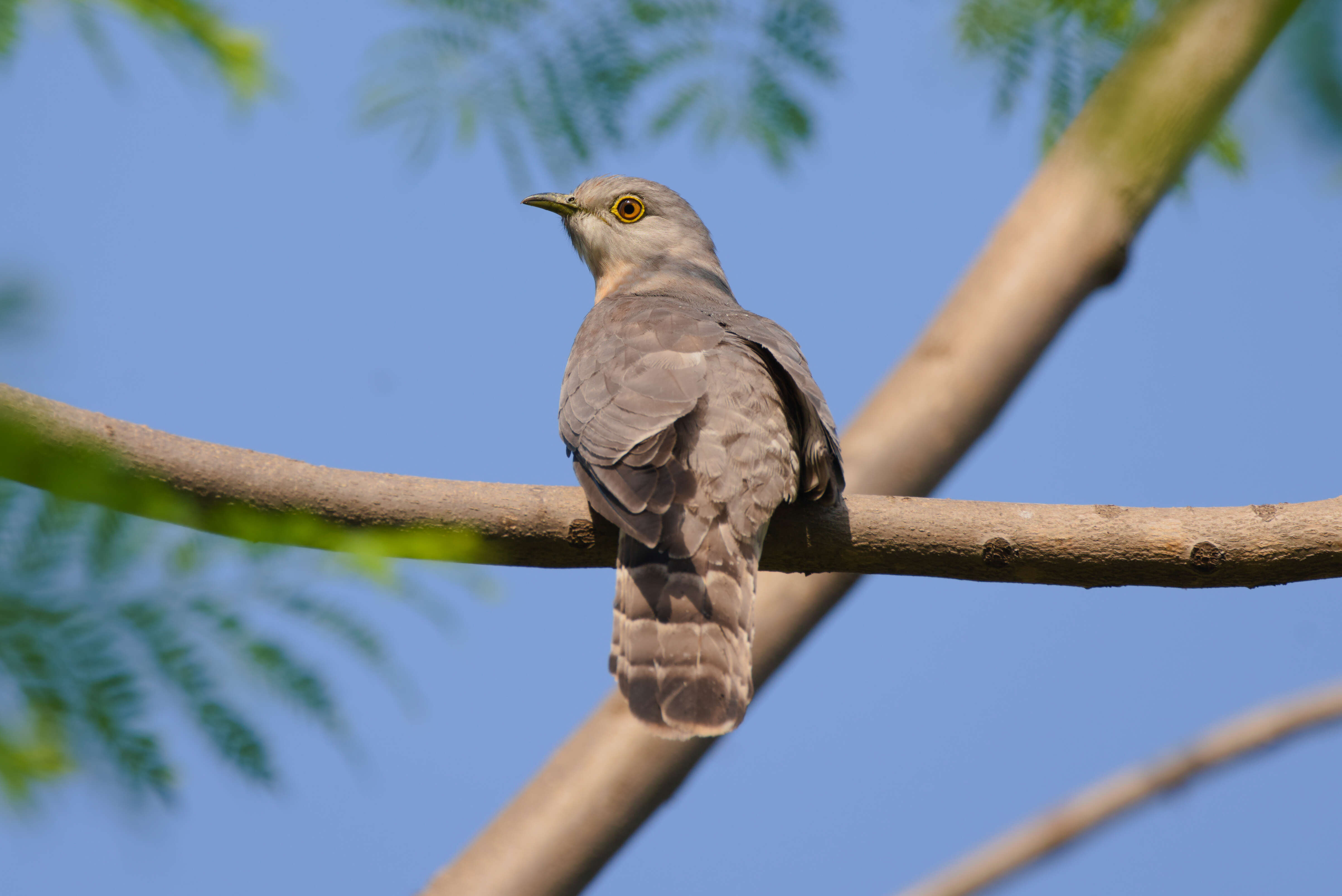 Image of Common Hawk Cuckoo