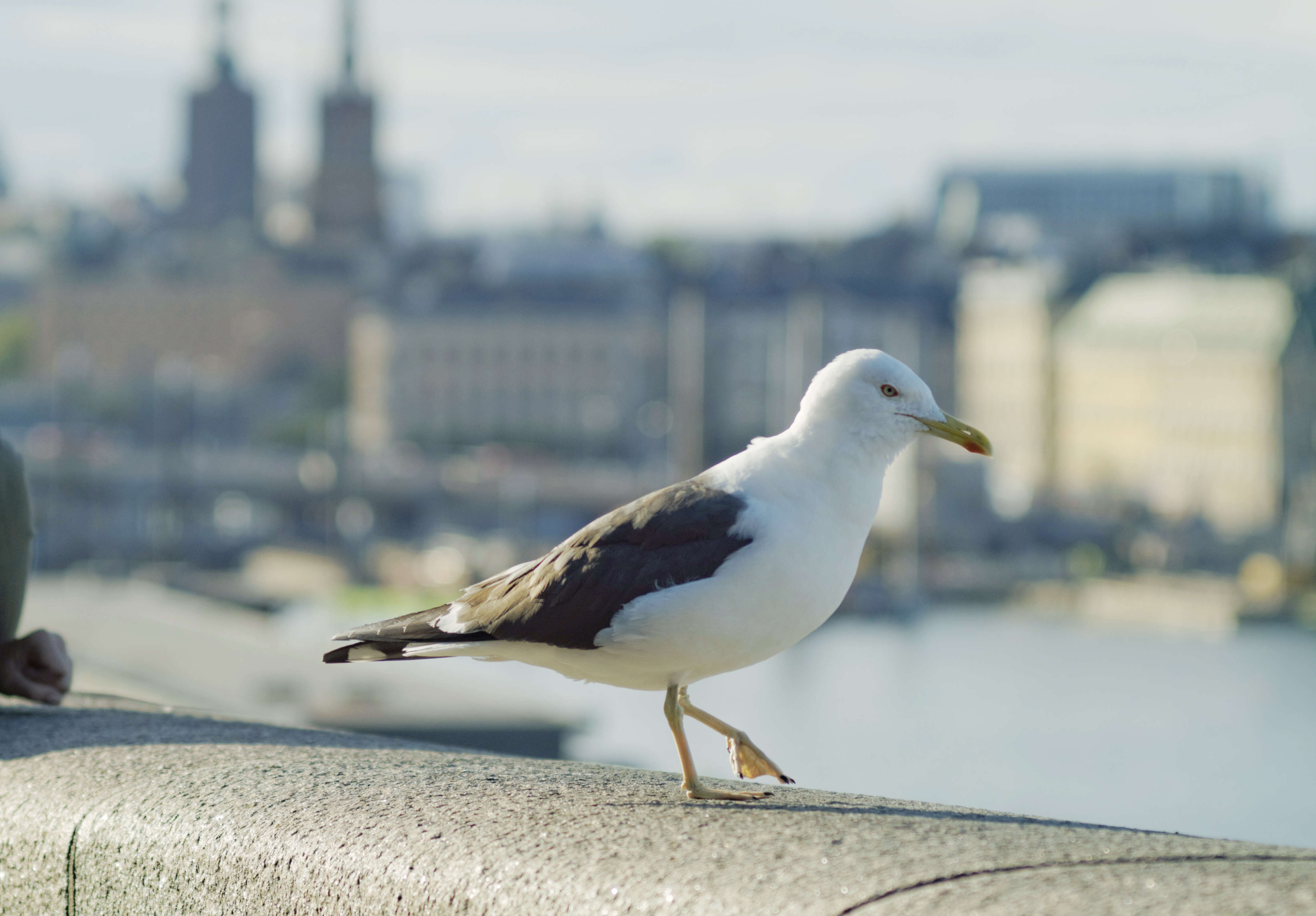 Image of Lesser Black-backed Gull