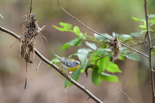 Image of Northern Parula