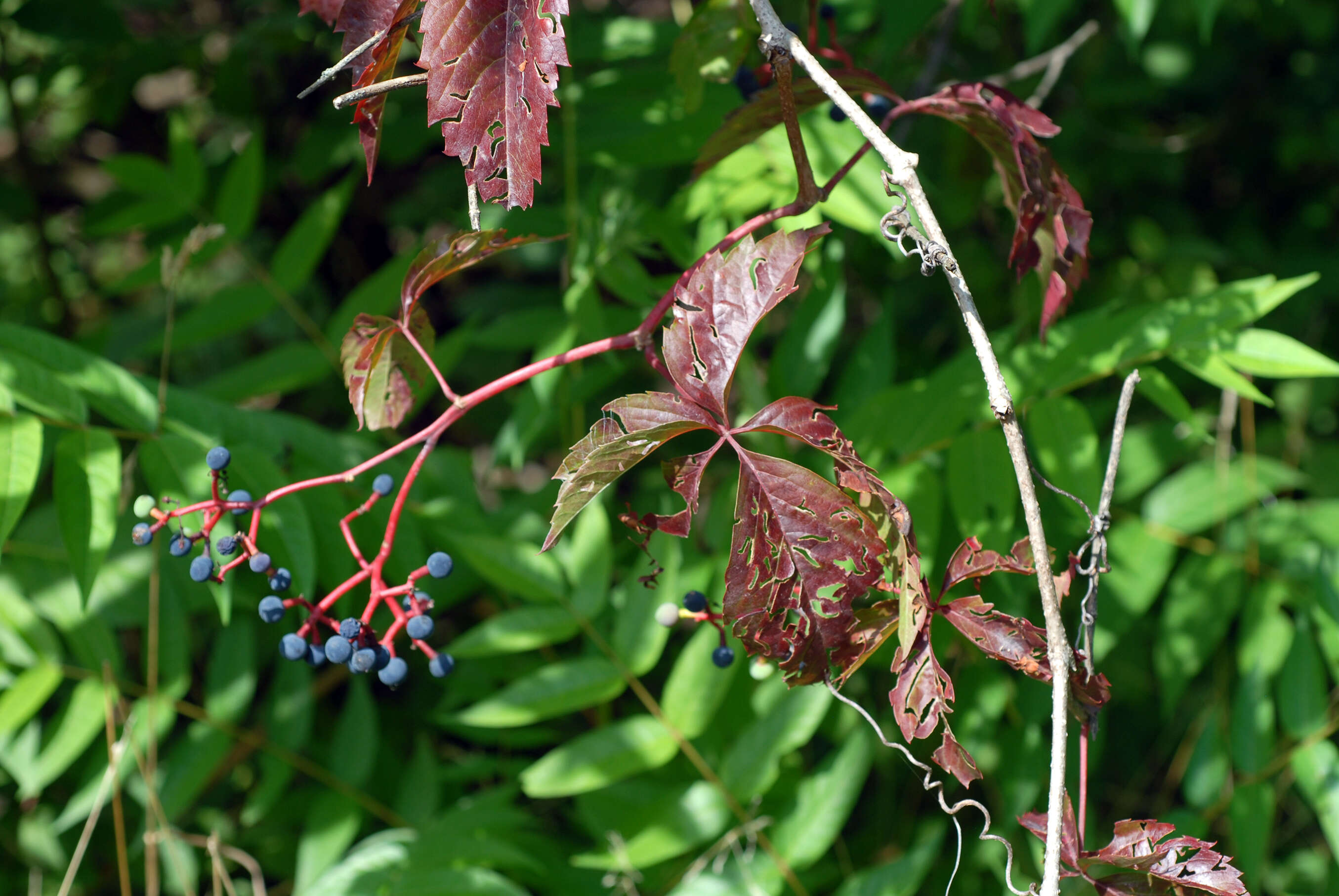 Image de vigne vierge commune