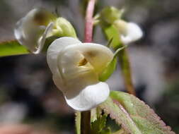 Imagem de Pedicularis racemosa Dougl. ex Hook.