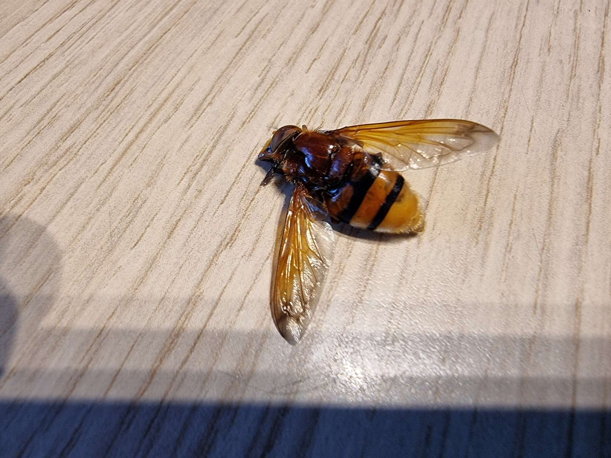 Image of hornet mimic hoverfly