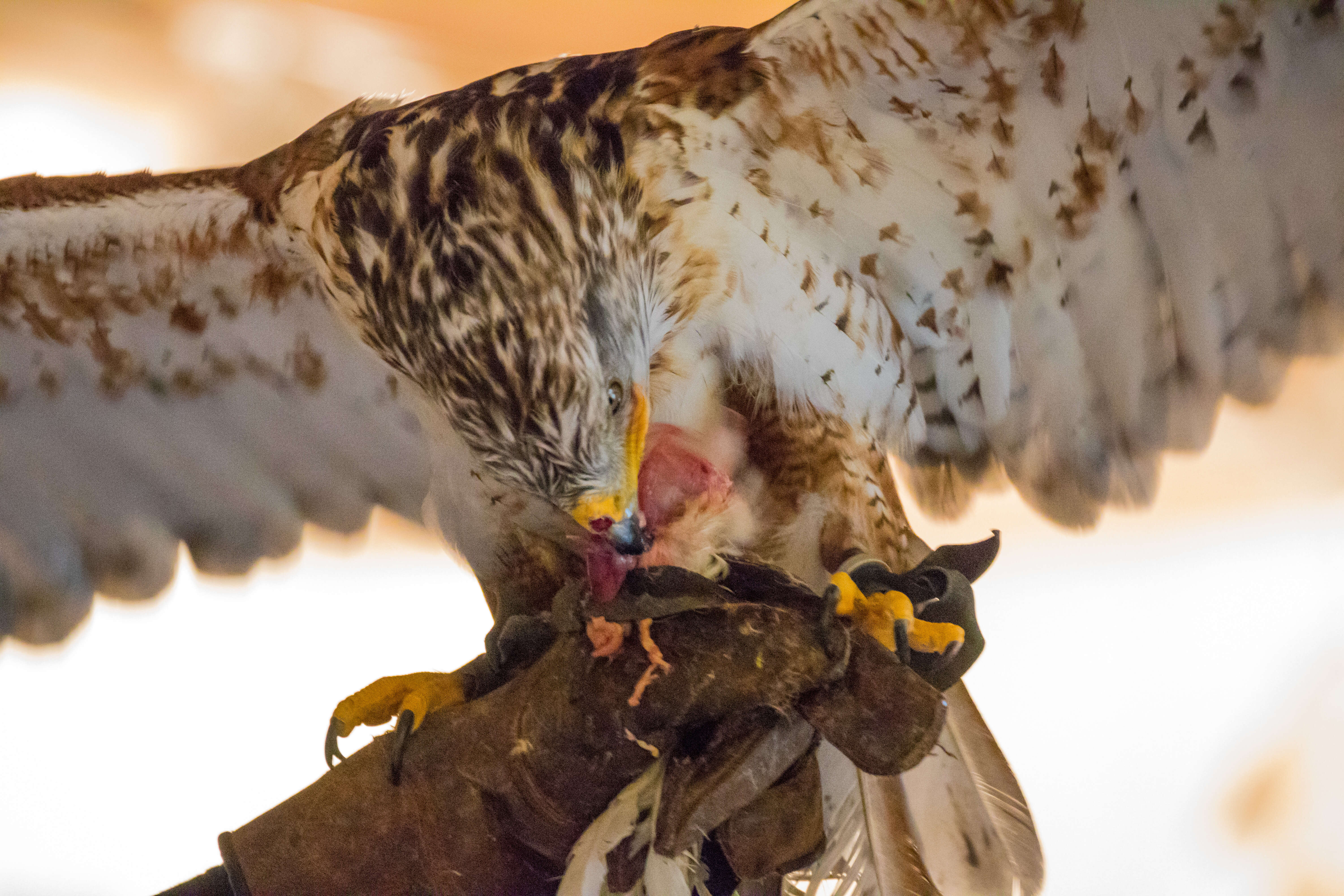 Image of Common Buzzard