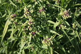 Слика од Tradescantia ohiensis Raf.