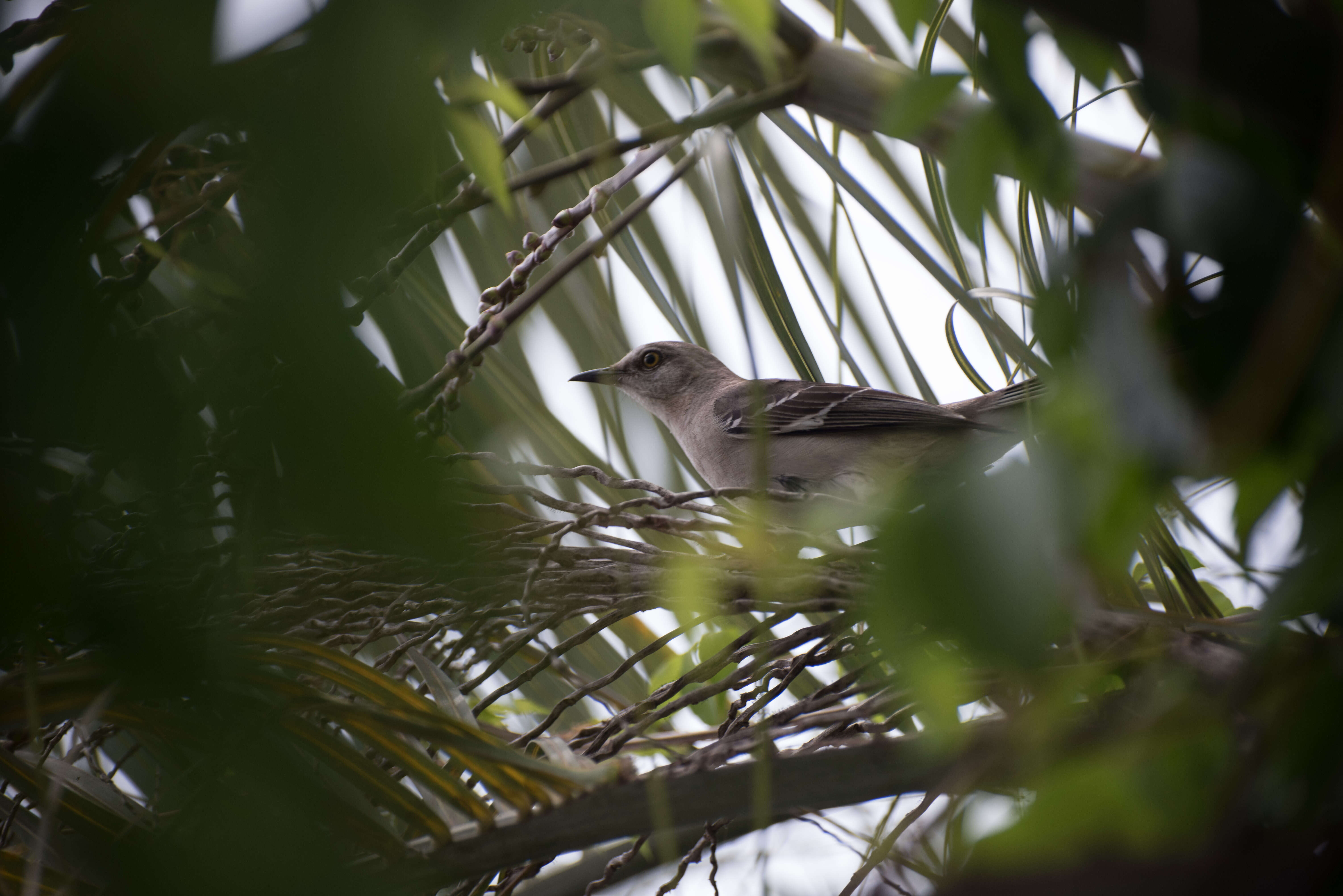 Image of Northern Mockingbird