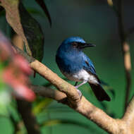 Image of White-bellied Blue Flycatcher