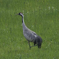 Image of Common Crane