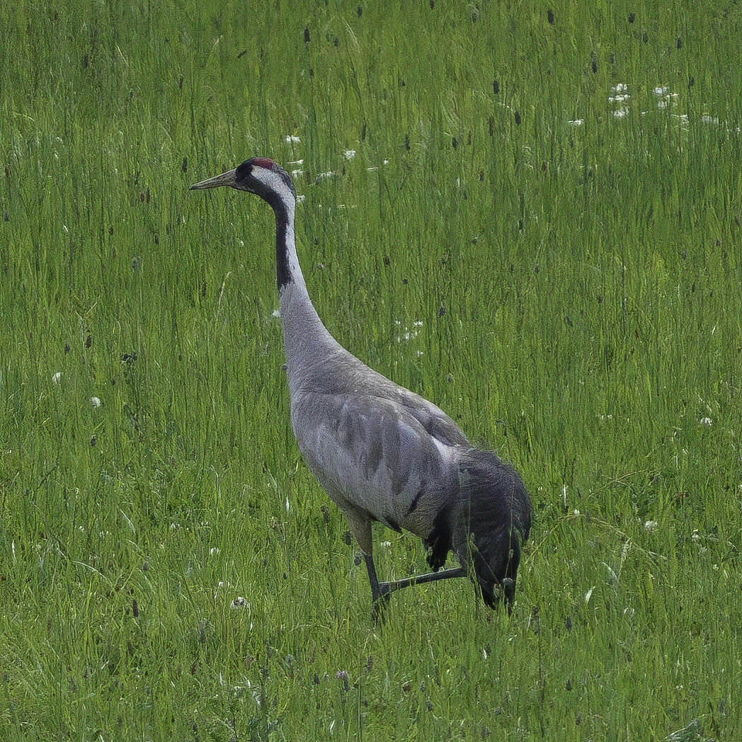 Image of Common Crane