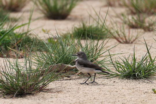 Image of White-fronted Chat