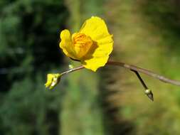 Image of Bladderwort