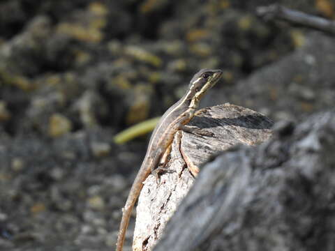 Image of Brown Basilisk