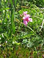 Image of Incarvillea delavayi Bureau & Franch.