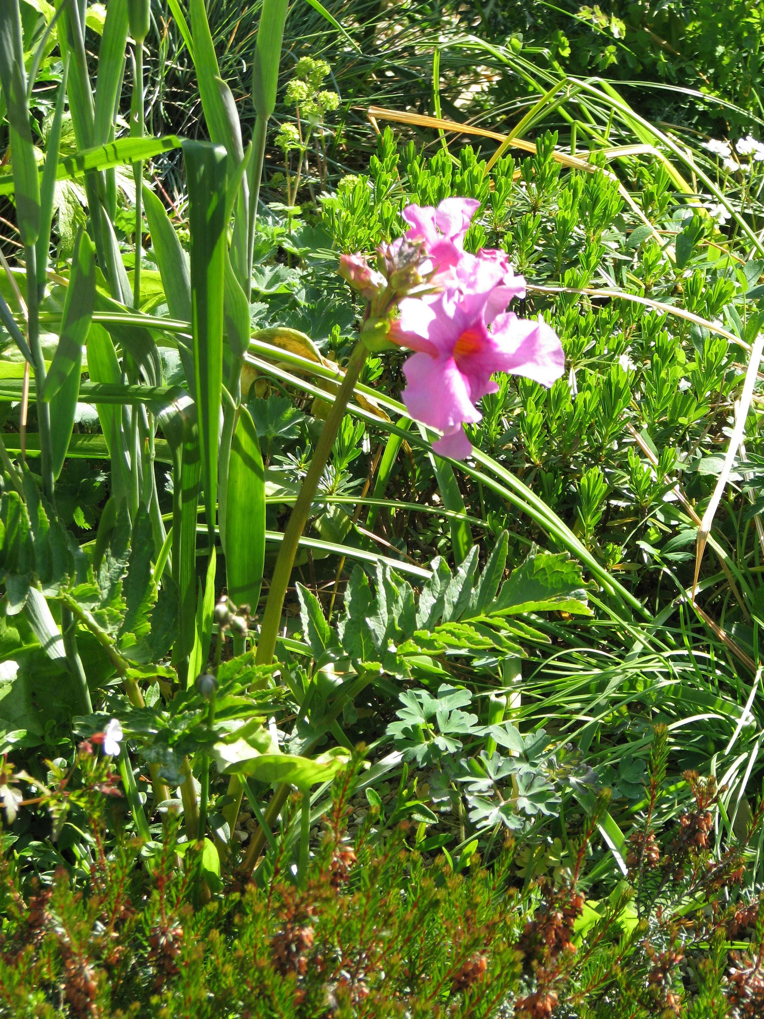 Image of Incarvillea delavayi Bureau & Franch.