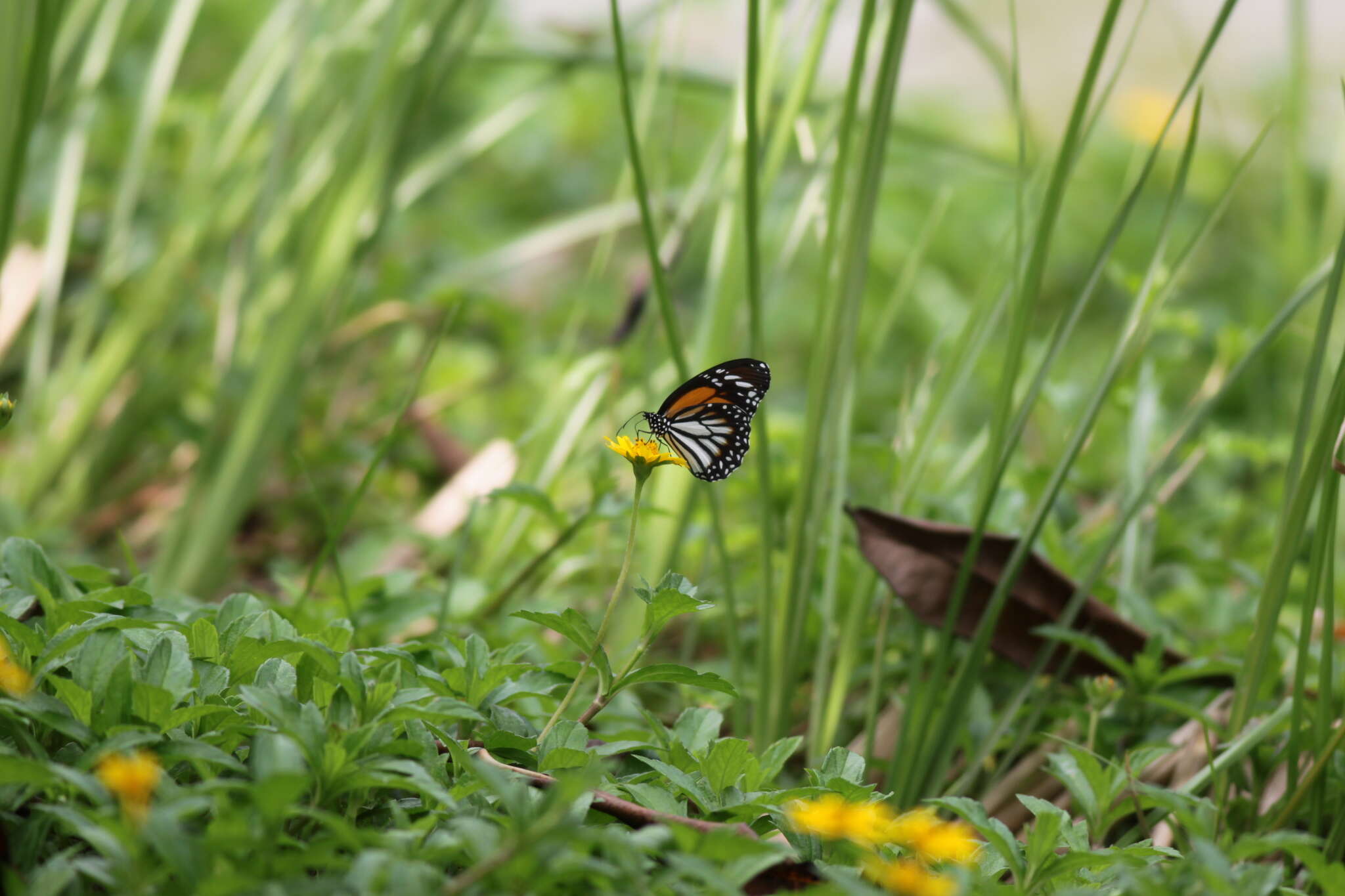 Image de Danaus (Anosia) melanippus Cramer 1777