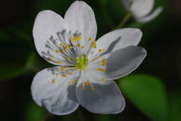 Image of Rue-Anemone