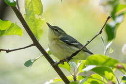 Image of Cerulean Warbler