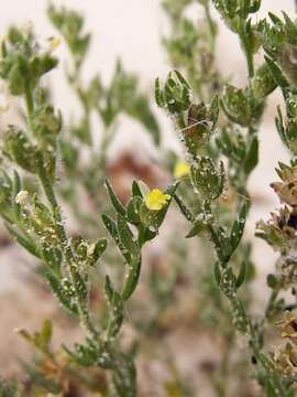 Image of Linaria arenaria DC.