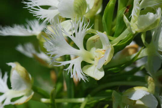 Image of Eastern prairie fringed orchid