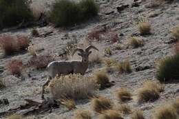 Image of Sierra Nevada bighorn sheep