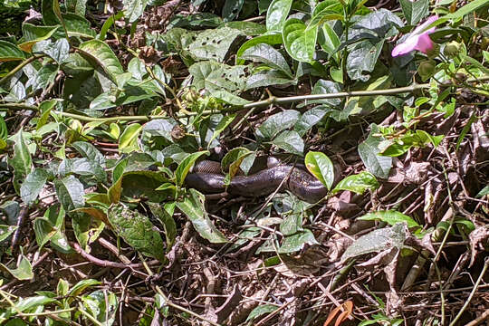 Image of Green anaconda