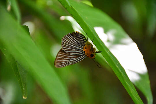 Image of Small Green Awlet