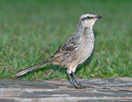 Image of Chalk-browed Mockingbird