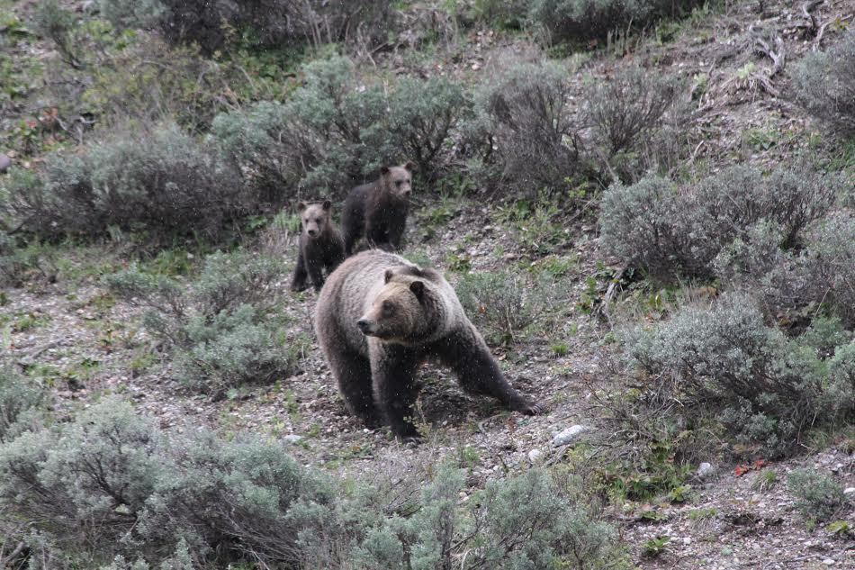 Image of grizzly bear