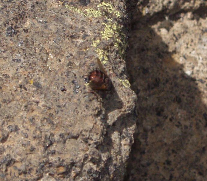 Image of Tachina canariensis