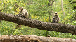 Image of Semnopithecus hypoleucos