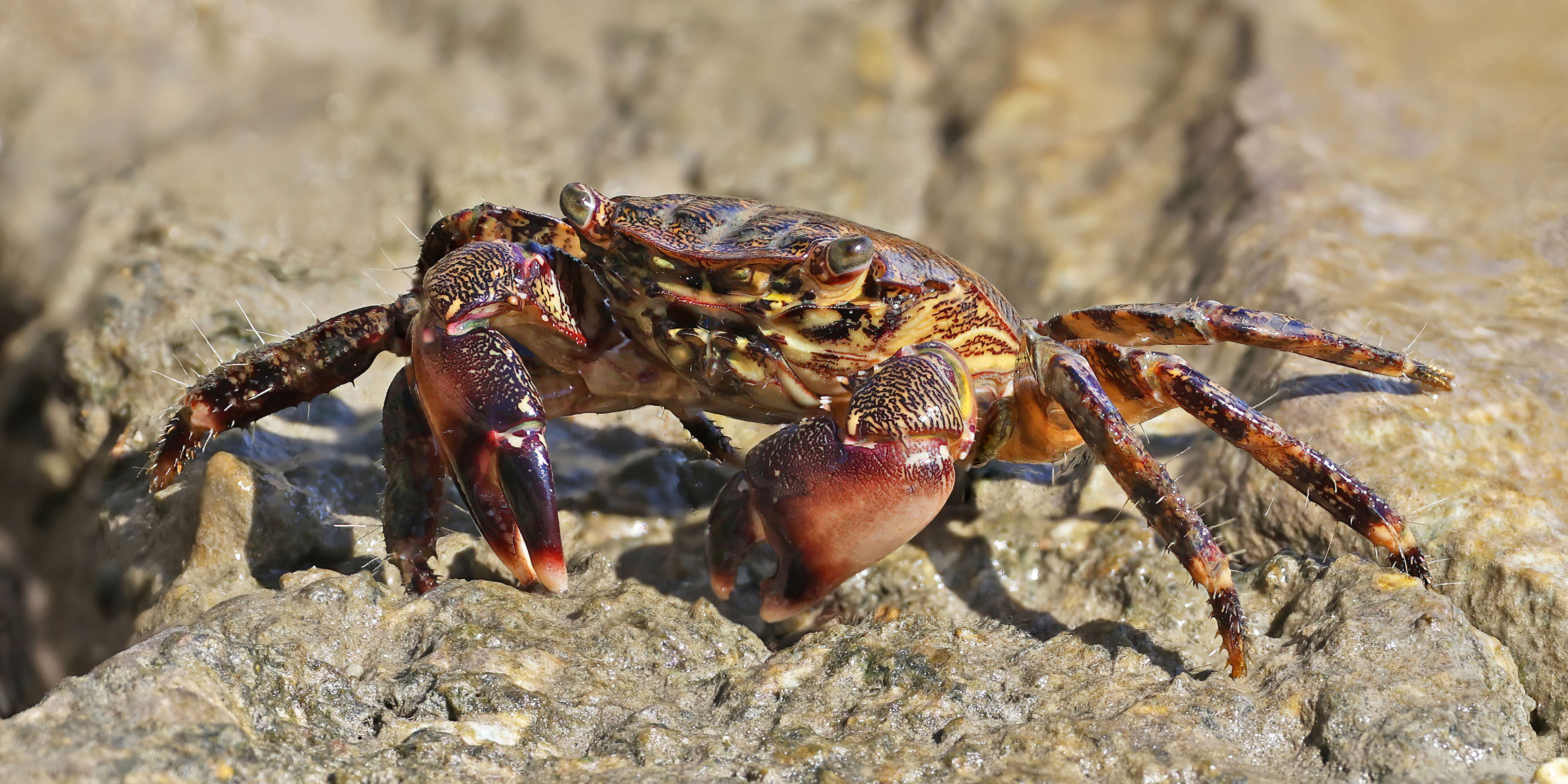 Imagem de Pachygrapsus marmoratus (Fabricius 1787)