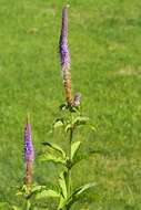 صورة Veronicastrum sibiricum (L.) Pennell