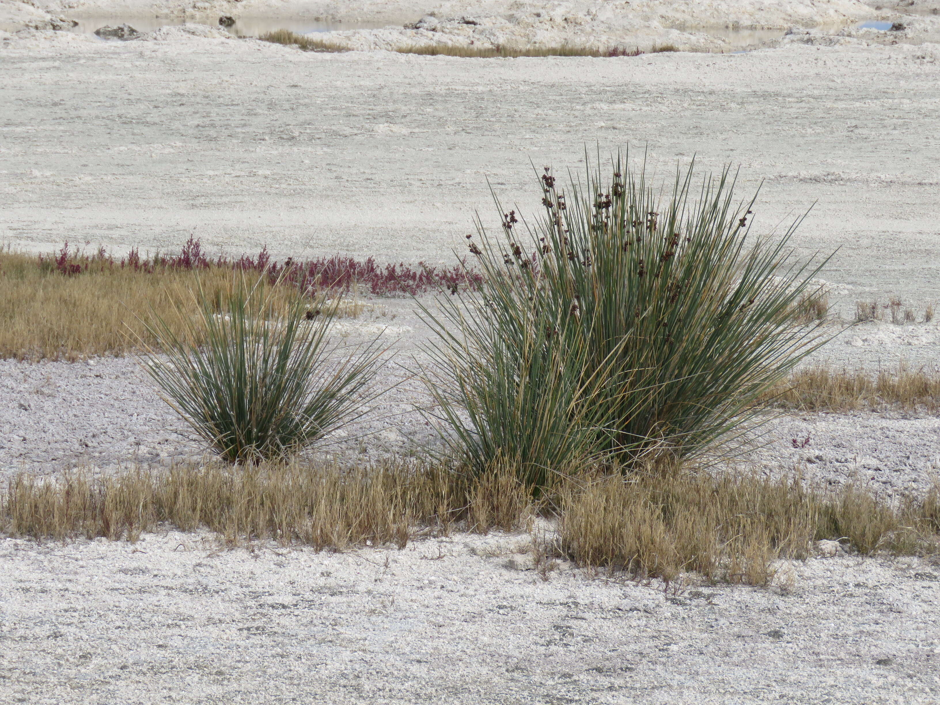 Image of spiny rush