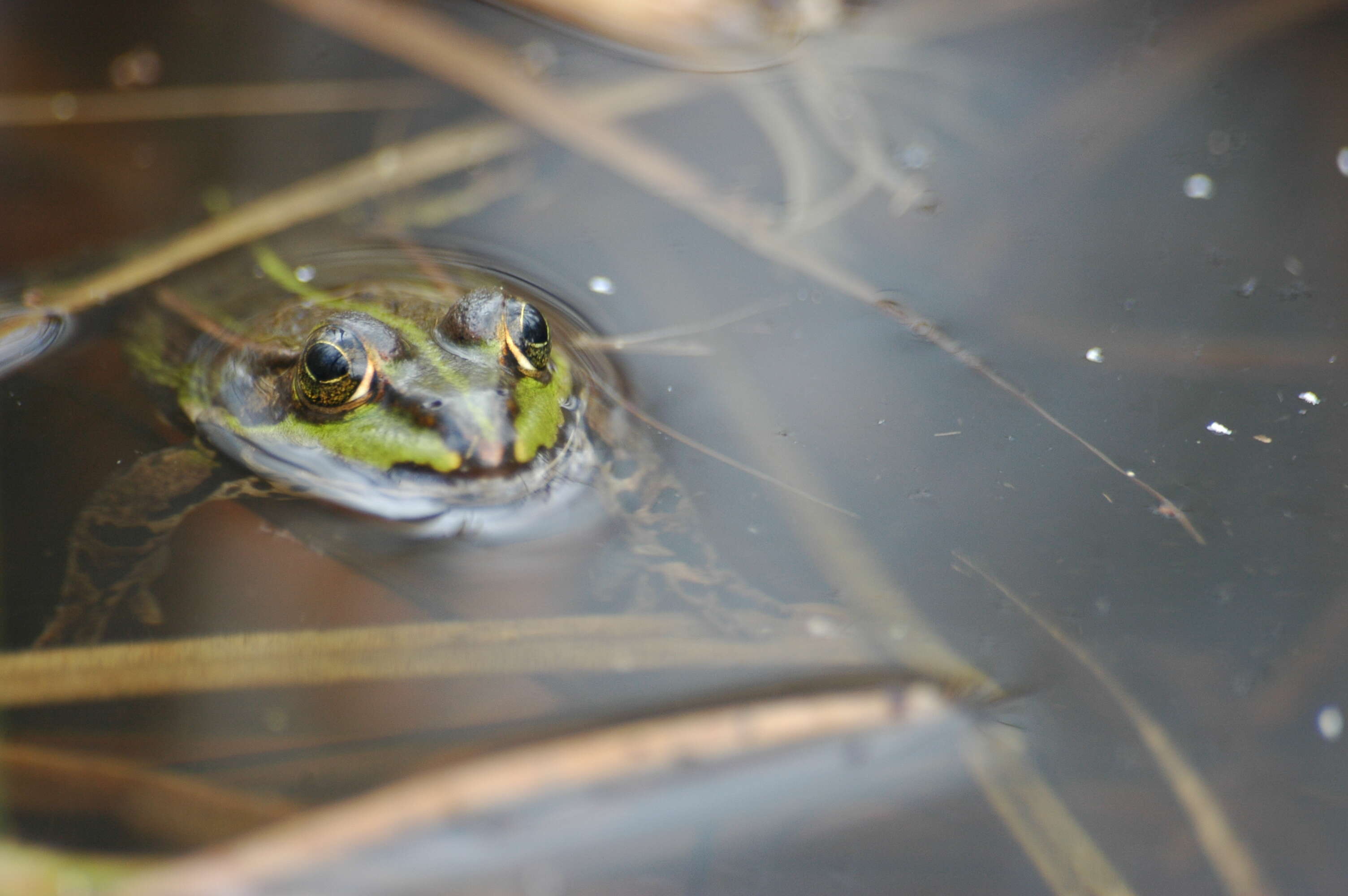 صورة Pelophylax esculentus