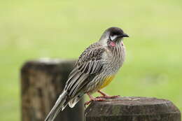 Image of Red Wattlebird