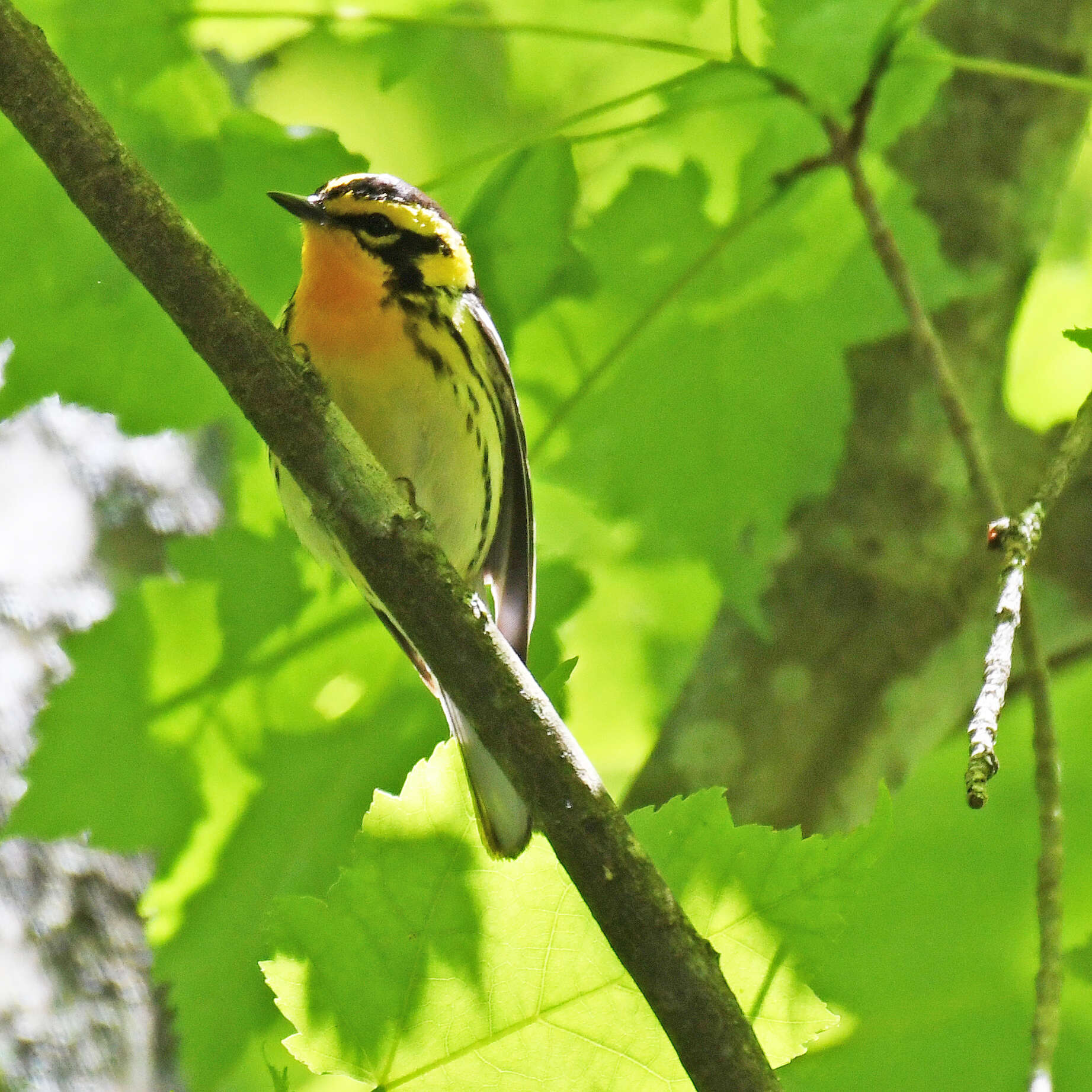 Image of Blackburnian Warbler