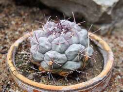 Image of Thelocactus tulensis (Polseg.) Britton & Rose