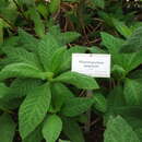 Image of Rhytidophyllum exsertum Griseb.