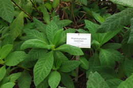 Imagem de Rhytidophyllum exsertum Griseb.