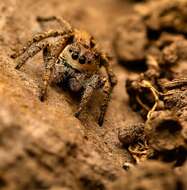 Image of Habronattus californicus (Banks 1904)