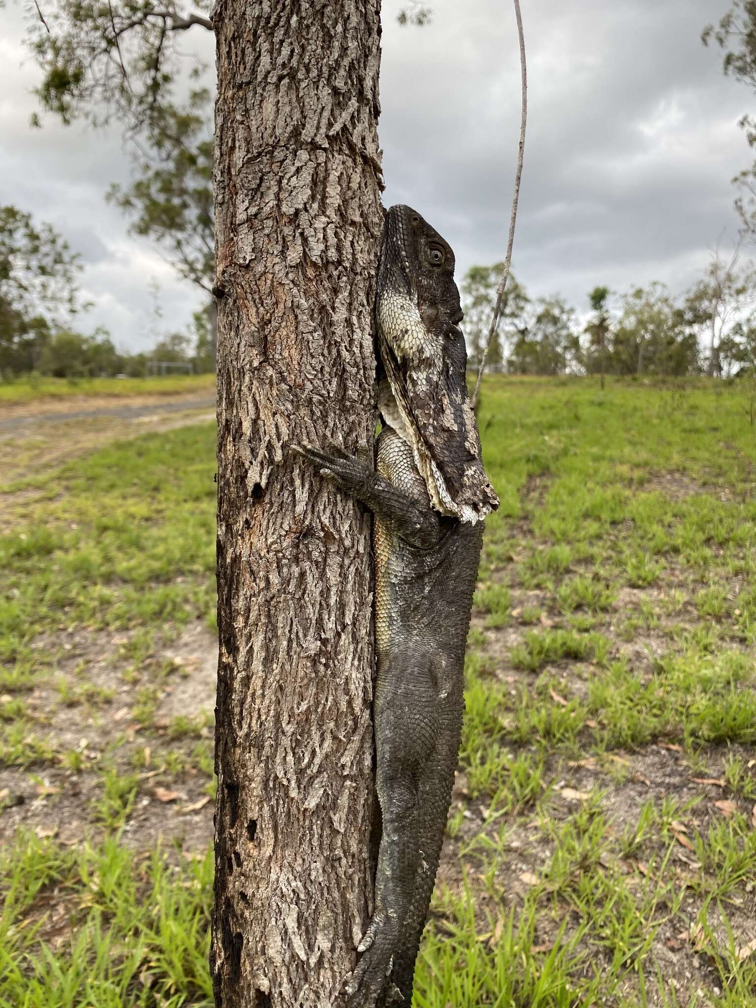 Image of Frilled Lizard