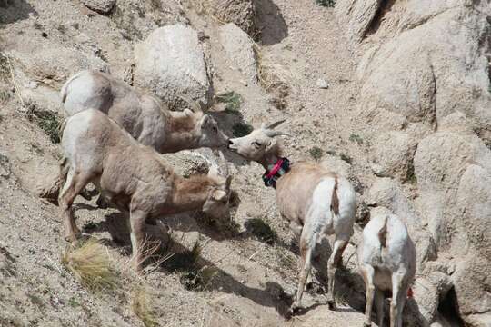 Image of Sierra Nevada bighorn sheep