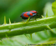 Image of froghoppers