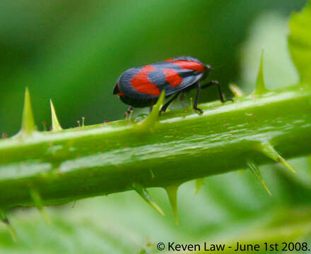 Image of froghoppers