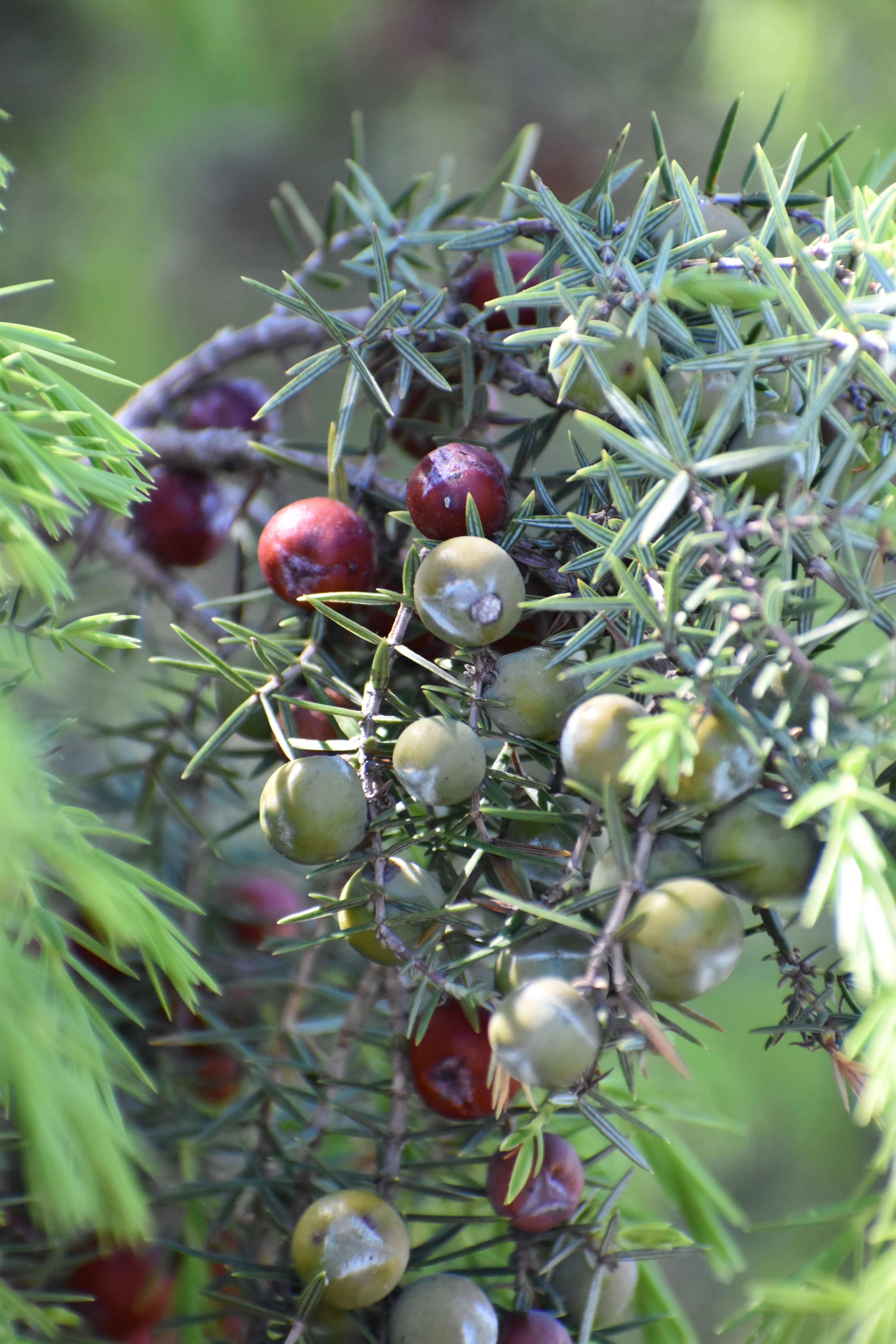 Image of Prickly Juniper